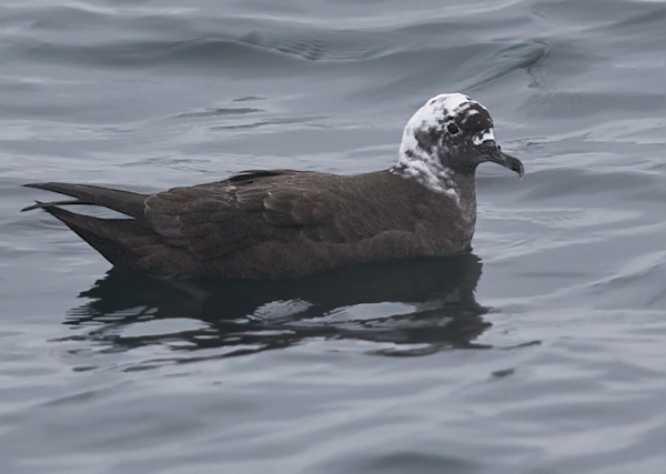 leucistic Sooty Shearwater